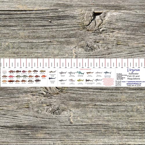 STATE COASTAL FISH RULER with FISH ID and FISHING REGULATIONS - 50 INCH RULER DECALS - style: Virginia
