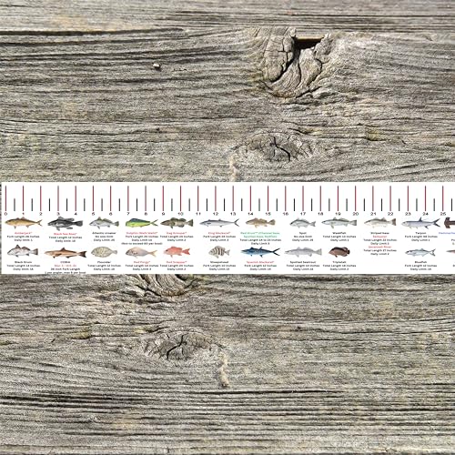 STATE COASTAL FISH RULER with FISH ID and FISHING REGULATIONS - 50 INCH RULER DECALS - style: Georgia